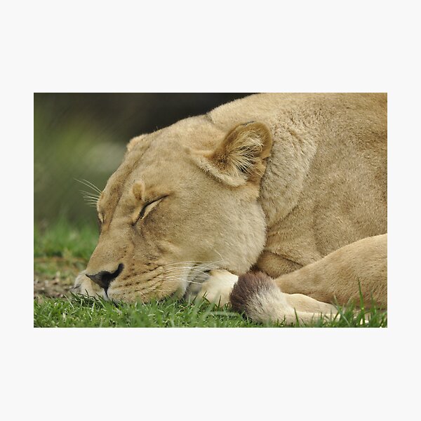 Item preview, Lioness sleeping designed and sold by Cathy Grieve.