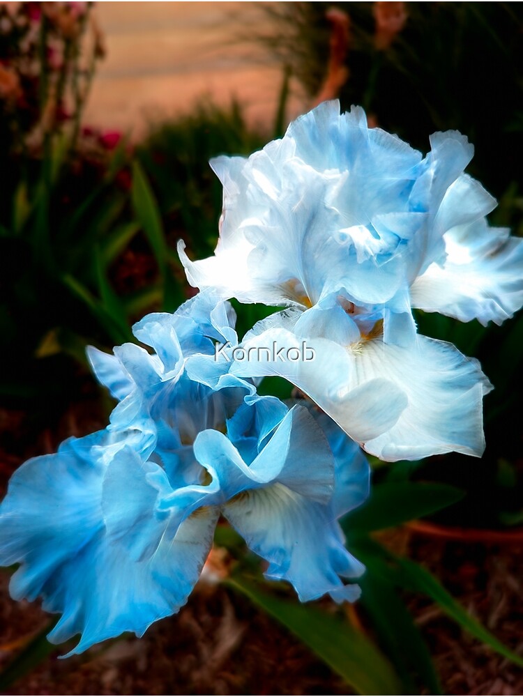 Thumbnail 3 of 3, Canvas Print, Ethereal Iris designed and sold by JohnCorney.