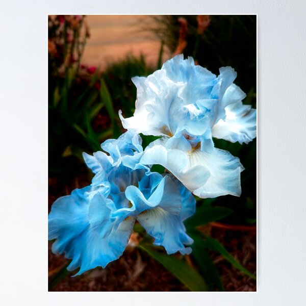 Item preview, Ethereal Iris designed and sold by Kornkob.