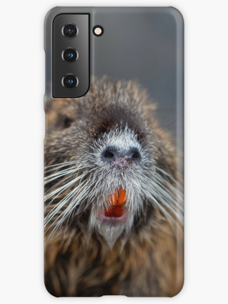 Face of a Coypu or Nutria