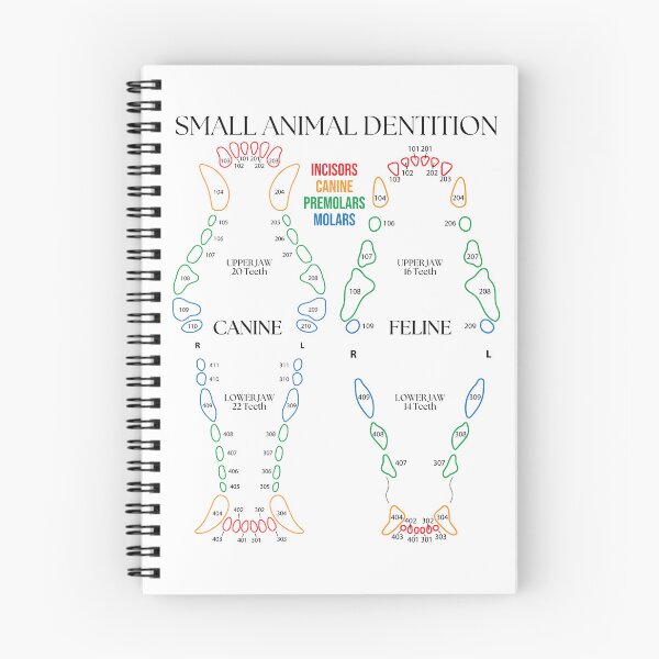 Item preview, Small Animal Dental Chart  designed and sold by introVETed.