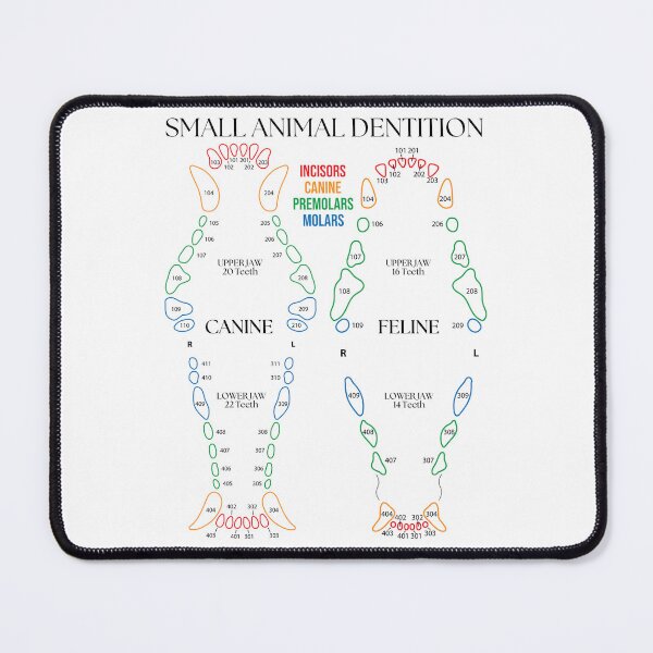 Item preview, Small Animal Dental Chart designed and sold by introVETed.