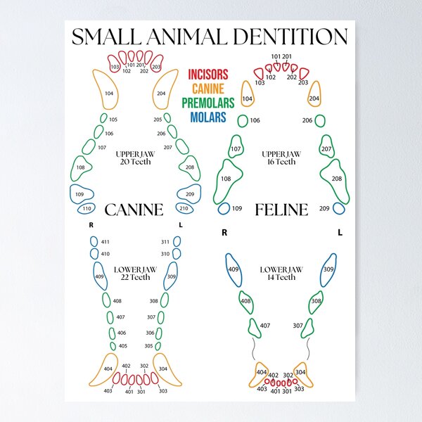 Item preview, Small Animal Dental Chart  designed and sold by introVETed.