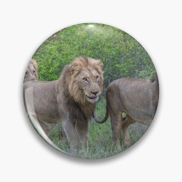 Item preview, Three Lion Brothers walking in line through the hush designed and sold by hwagemaker48.