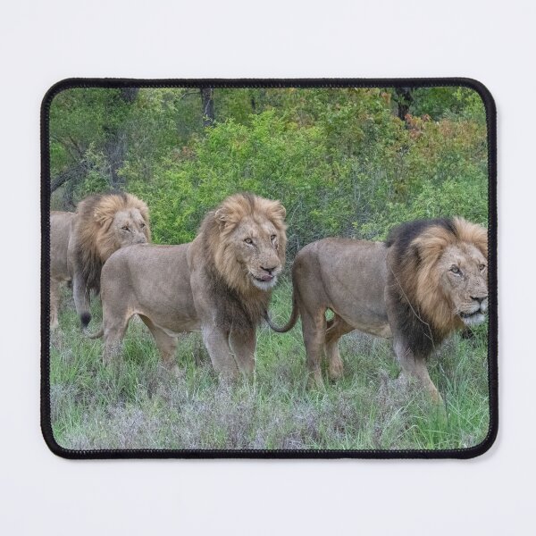 Item preview, Three Lion Brothers walking in line through the hush designed and sold by hwagemaker48.