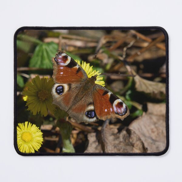 Item preview, Coltsfoot nectar. European peacock designed and sold by Jouko Lehto Photography.