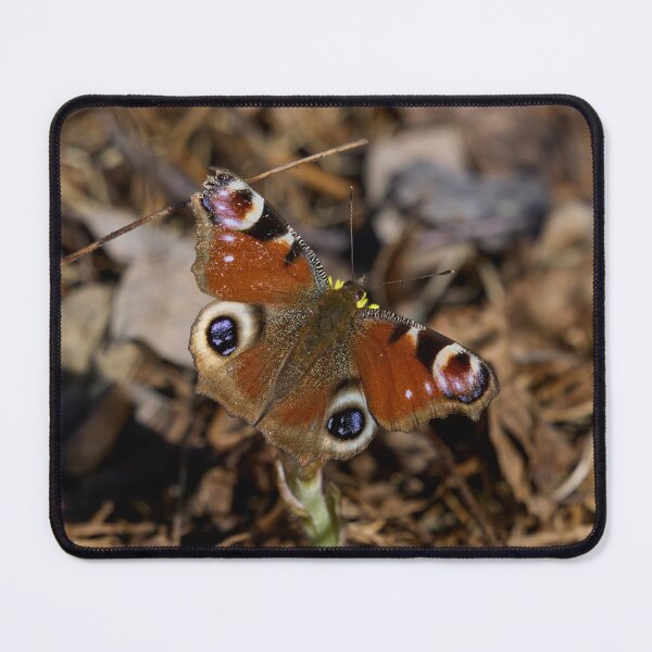 Item preview, It's springtime. European peacock designed and sold by Jouko Lehto Photography.