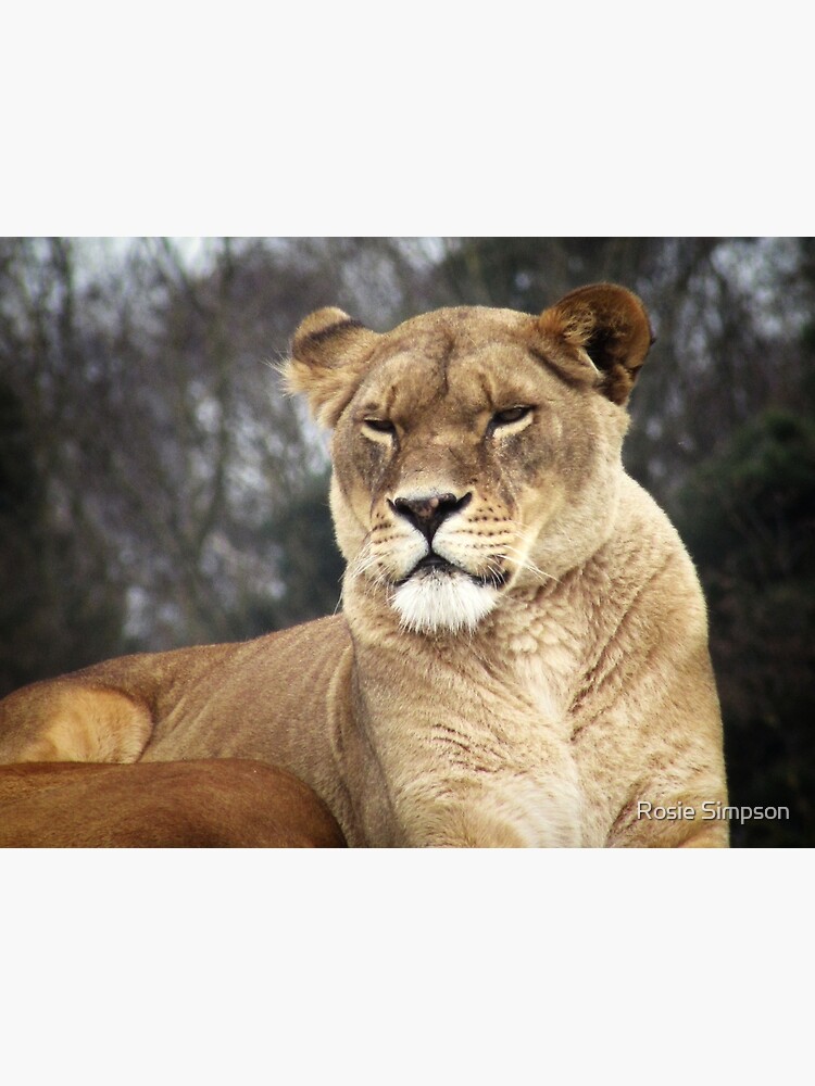 "Lioness at Yorkshire Wildlife Park. " Canvas Print by rosieanna10