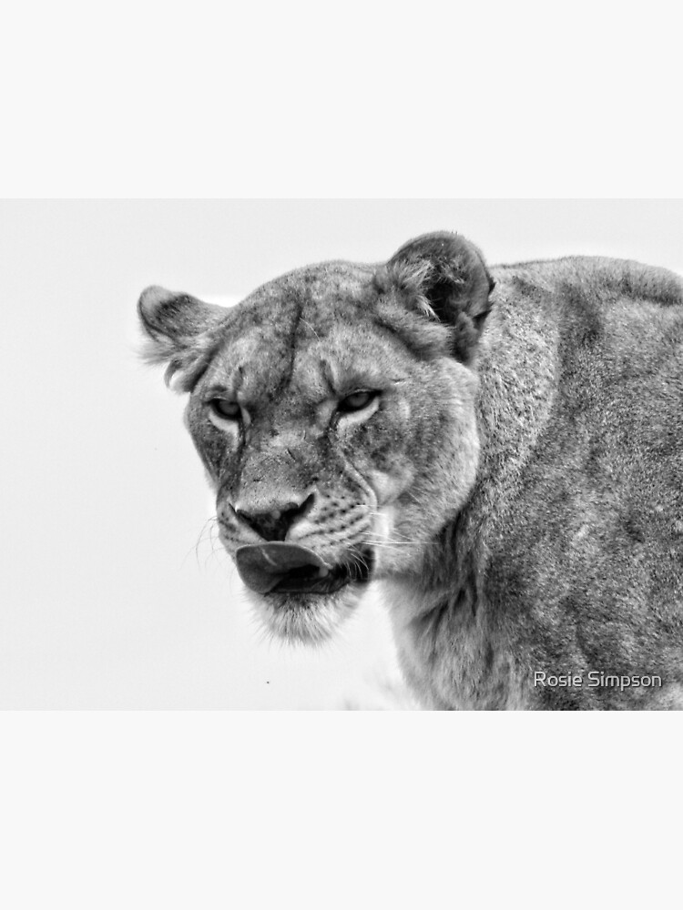 "Black and White Lioness at Yorkshire Wildlife Park" Art Print for Sale