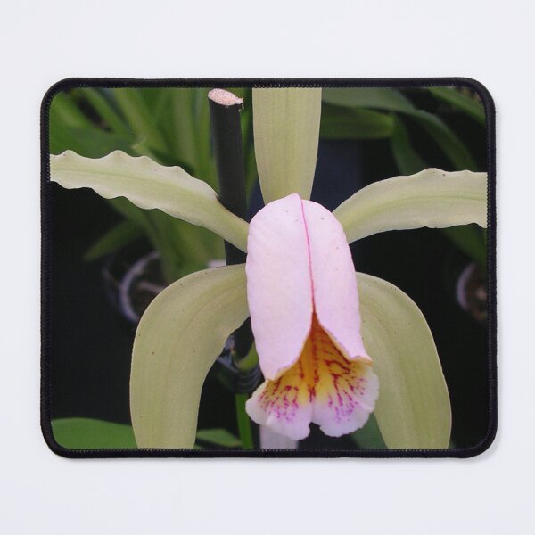 Item preview, Cultivated Orchid designed and sold by lezvee.