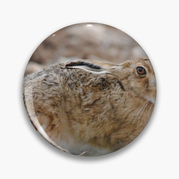 Item preview, A Brown Hare enjoying warm soil designed and sold by Wildlifespotter.