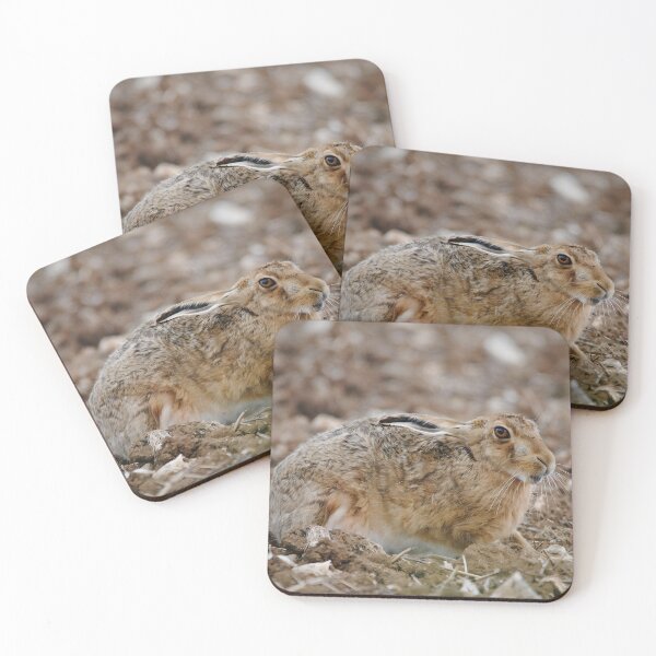 Item preview, A Brown Hare enjoying warm soil designed and sold by Wildlifespotter.