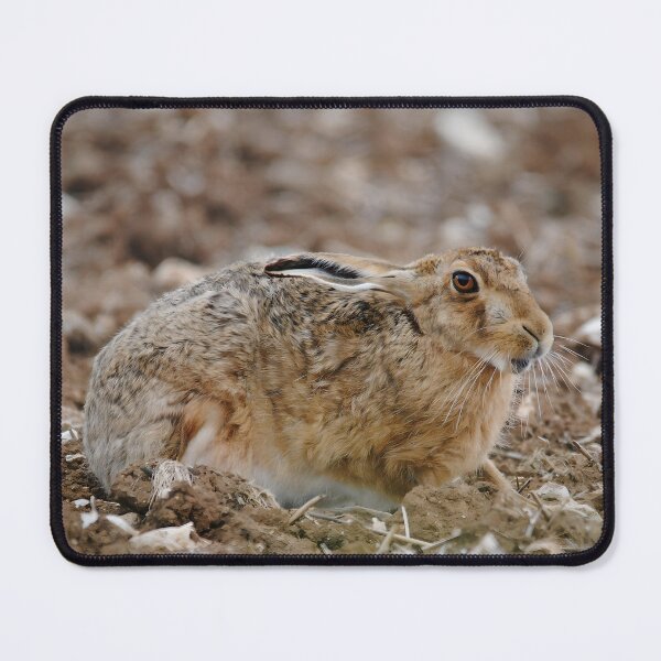 Item preview, A Brown Hare enjoying warm soil designed and sold by Wildlifespotter.