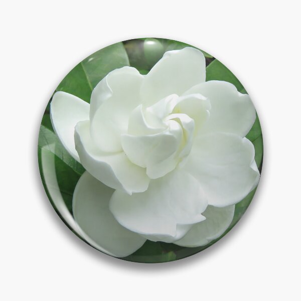Item preview, Philippians 4:8 Scripture with Gardenia designed and sold by Linda Walsh.