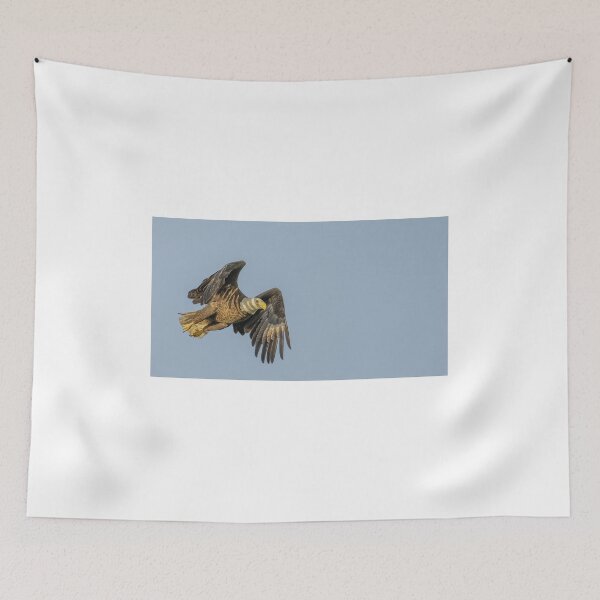 Item preview, Bald Eagle in Flight at Sunrise designed and sold by Puttaswamy Ravishankar.