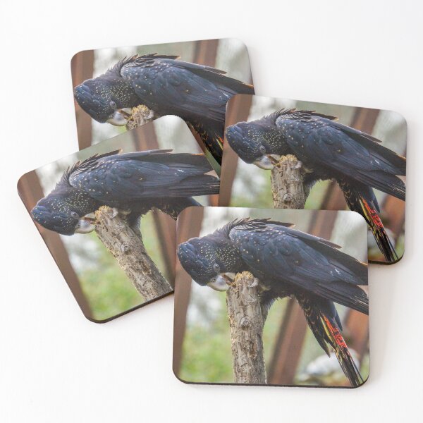 Item preview, Red Tailed Black Cockatoo at Healesville Sanctuary - Healesville, Victoria, Australia designed and sold by Steven Jodoin.