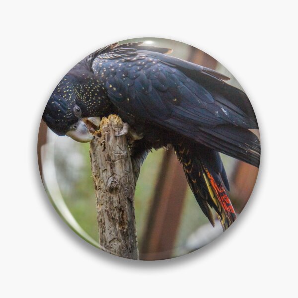Item preview, Red Tailed Black Cockatoo at Healesville Sanctuary - Healesville, Victoria, Australia designed and sold by Steven Jodoin.