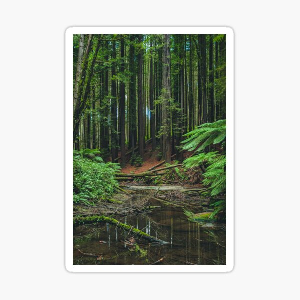 Item preview, Otways Redwood Forest designed and sold by Thomas Lumsden-Keys.