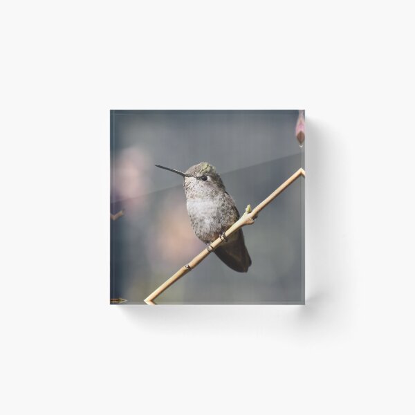 Item preview, Little Hummingbird Perched designed and sold by Kathleen Brant.