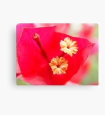 Close up Bougainvillea at Bates Beach Canvas Print