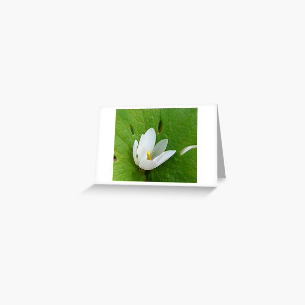 Bloodroot Greeting Card