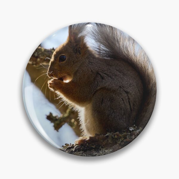 Item preview, Shadow side. Red squirrel designed and sold by Jouko Lehto Photography.