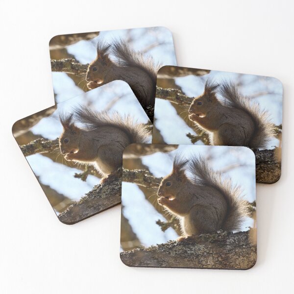 Item preview, Shadow side. Red squirrel designed and sold by Jouko Lehto Photography.