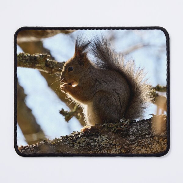 Item preview, Shadow side. Red squirrel designed and sold by Jouko Lehto Photography.