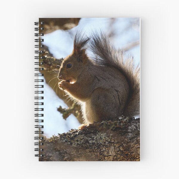 Item preview, Shadow side. Red squirrel designed and sold by Jouko Lehto Photography.
