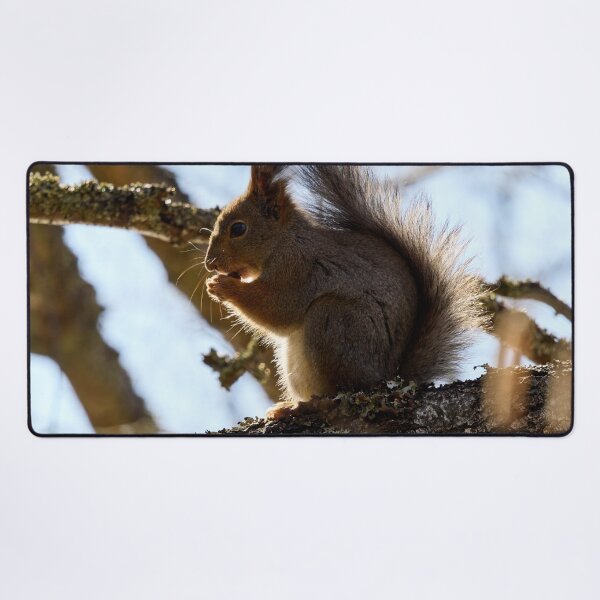 Item preview, Shadow side. Red squirrel designed and sold by Jouko Lehto Photography.