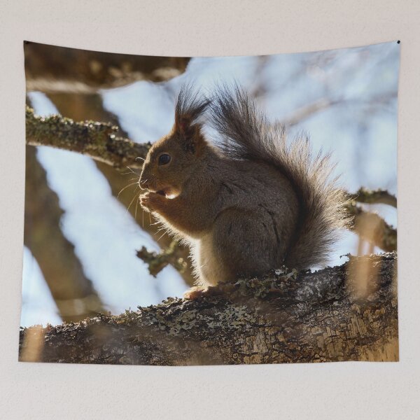 Item preview, Shadow side. Red squirrel designed and sold by Jouko Lehto Photography.