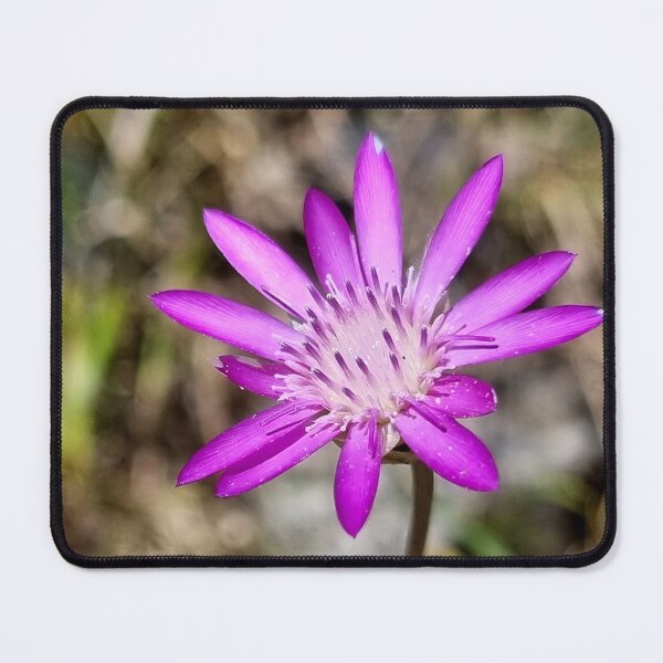 Item preview, Xeranthemum Squarrosum designed and sold by sabanuluca.