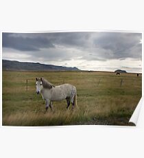 Icelandic Horse Poster