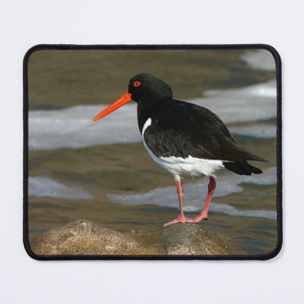 Item preview, Oystercatcher on a Rock designed and sold by Tom McPherson Photography.