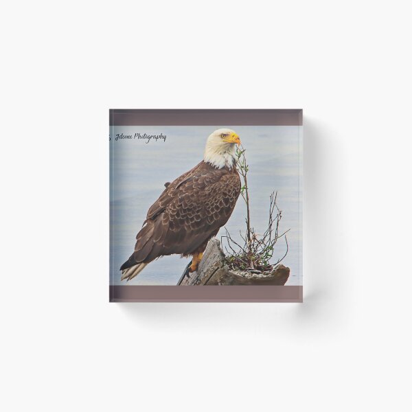 Item preview, Bald Eagle designed and sold by John  Cone.