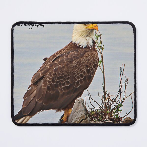 Item preview, Bald Eagle designed and sold by John  Cone.