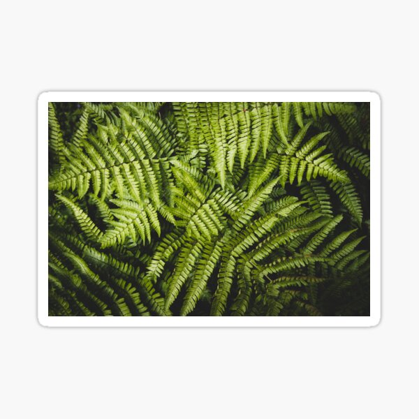 Lucious Ferns Sticker