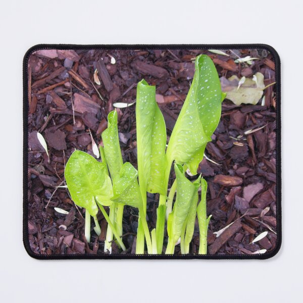 Item preview, Emerging Lilies designed and sold by gistinker.