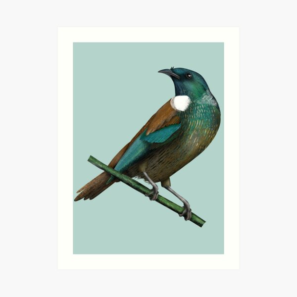 100％本物保証！ New Zealand Native Tui 絵画