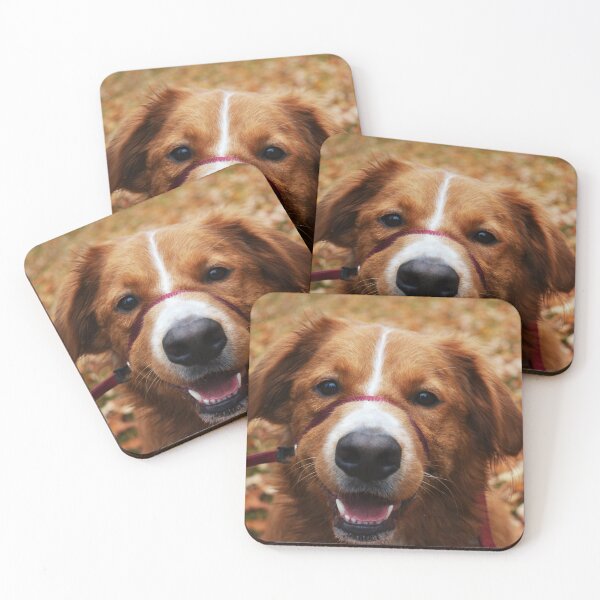 Artikelvorschau, Australian Shepherd Im Herbst Fotografie entworfen und verkauft von ThePhotograph03.