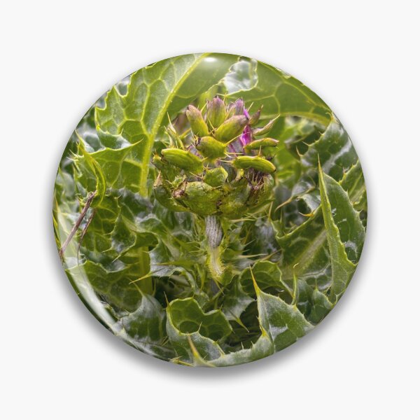 Item preview, Milk Thistle  designed and sold by Jess Reynolds.