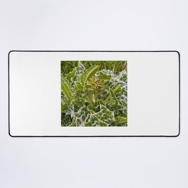 Item preview, Milk Thistle  designed and sold by Jess Reynolds.