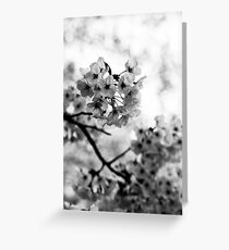 Sakura shadows Greeting Card