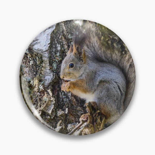 Item preview, Hiding the tears. Red squirrel designed and sold by Jouko Lehto Photography.