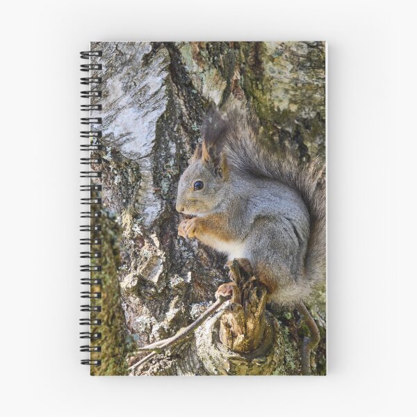 Item preview, Hiding the tears. Red squirrel designed and sold by Jouko Lehto Photography.