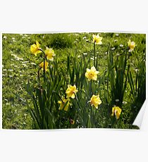 Daffodils bunched together Poster