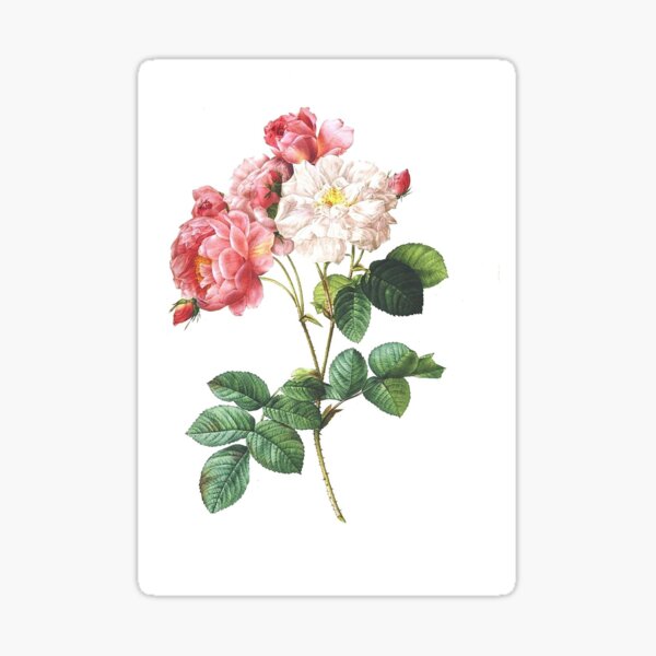 Item preview, Botanical drawings designed and sold by KAY Artists.