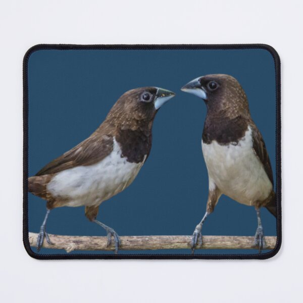 Item preview, butcher bird designed and sold by BodaZZ.