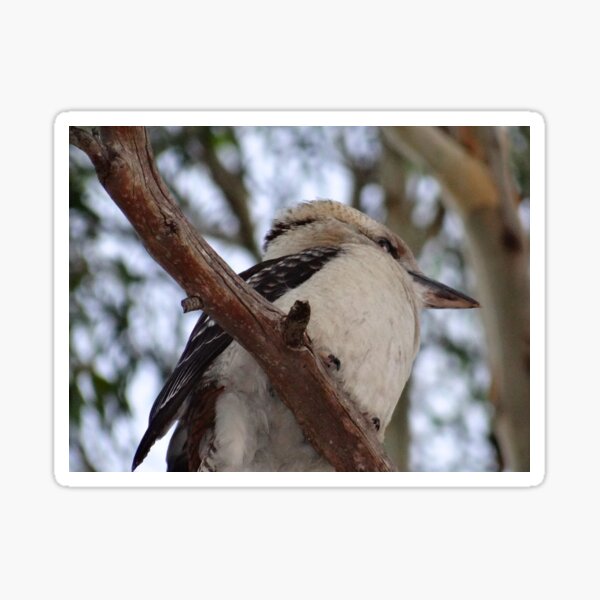 Item preview, Kookaburra In The Old Gum Tree - Australia designed and sold by exploramum.
