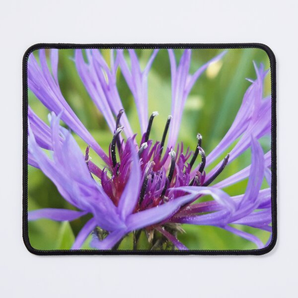 Item preview, Purple Cornflower  designed and sold by amanda150771.
